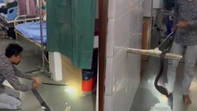  5-foot cobra sneaks into Shajapur nursing home; captured, released into jungle