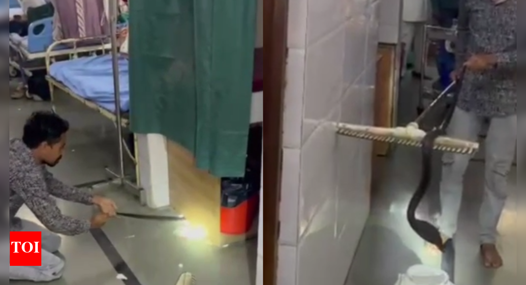 MP snake scare: 5-foot cobra sneaks into Shajapur nursing home; captured, released into jungle