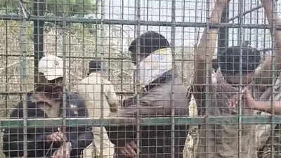  Karnataka villagers confined foresters as they fail to nab big cat