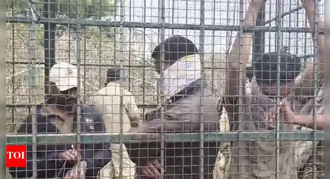 Came to catch tiger, got caged instead: Karnataka villagers confined foresters as they fail to nab big cat