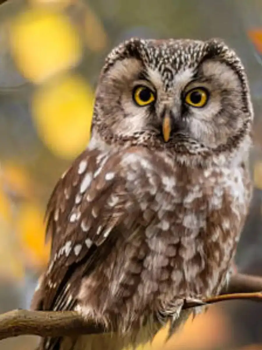 Loud and clear: 10 animals with super hearing powers! - Times of India