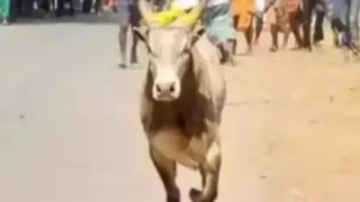 Stray bull charges in Greater Noida park, child escapes, uncle gored