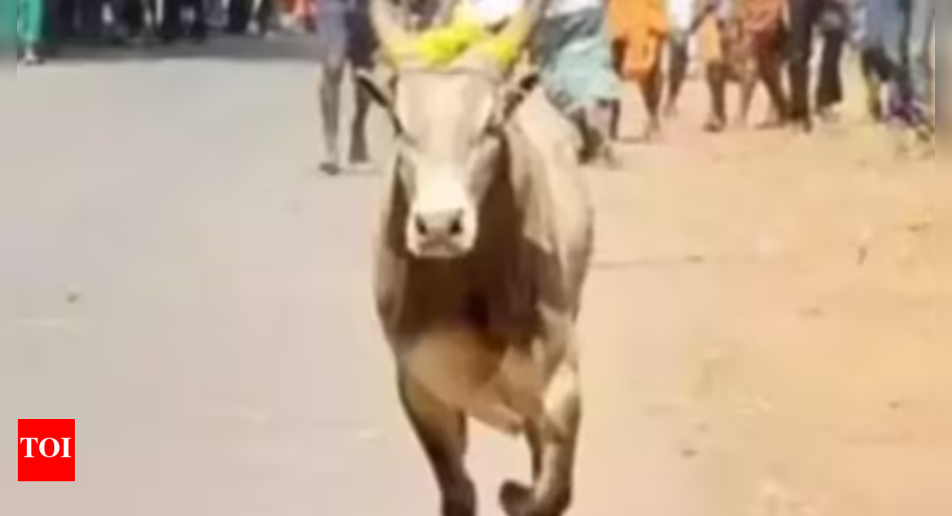 Stray bull charges in Greater Noida park, child escapes, uncle gored