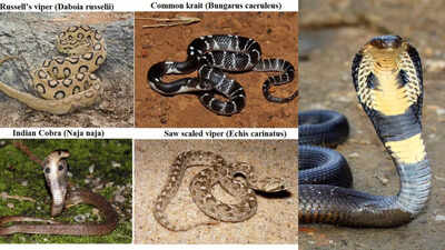  Which are considered as the deadliest and pose major threat to humans