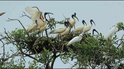  Census reveals 130,796 birds