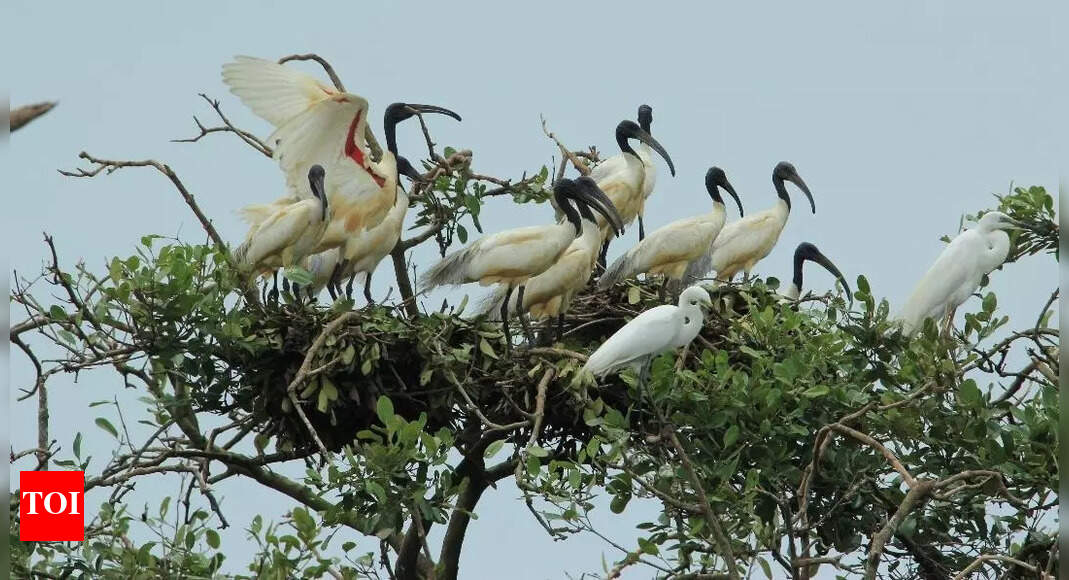 Bhitarkanika National Park sees increase in nesting birds this monsoon: Census reveals 130,796 birds