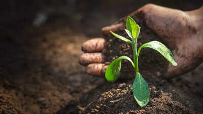 9 kitchen scraps you should add to your garden for happier plants