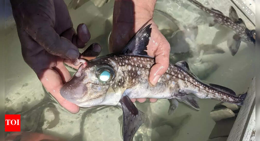 AI Generated Ghost Shark Discovery: Forehead Teeth Reveal Evolution’s Weirdest Secret!