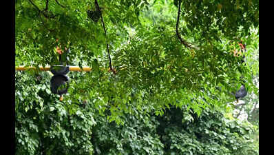 Ridge Management Board approves six projects including cafe and hospital expansion