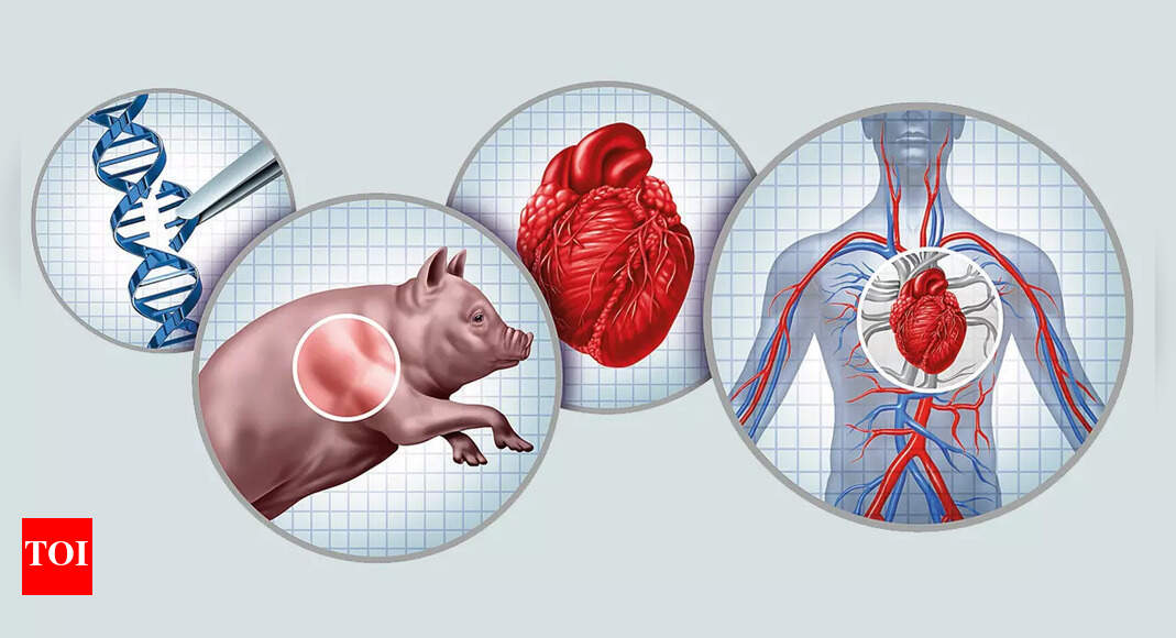 Genetically Modified Pig Organs Show Promise for Human Transplants Amid Shortage post image