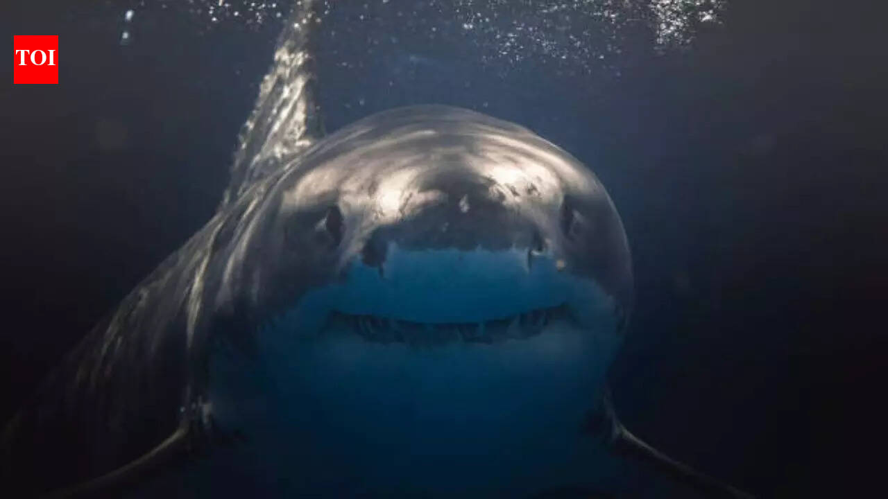 Meet the ocean’s top 8 aggressive predators