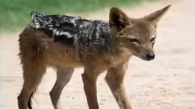 65-yr-old MP woman strangles jackal with sari, found unconscious beside carcass