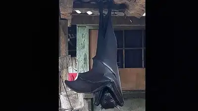 Is this “human-sized bat” real or fake?