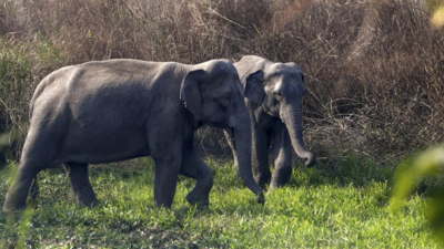  Tata Electronics builds elephant-proof barrier for Assam unit; snakes necessitate further safeguards