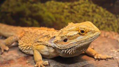 Bearded dragons are becoming the world’s most loved and favourite pets; here’s why