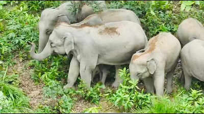 Baby elephant born in Chhattisgarh's Katghora forest, herd strength rises to 67