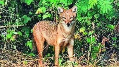 Attacked, 65-year-old battles jackal for 30 minutes, strangles it with sari