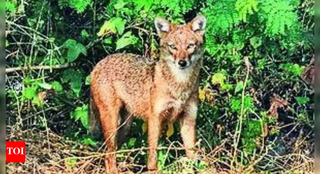 Attacked, 65-year-old battles jackal for 30 minutes, strangles it with sari Attacked, 65-year-old battles jackal for 30 minutes, strangles it with sari