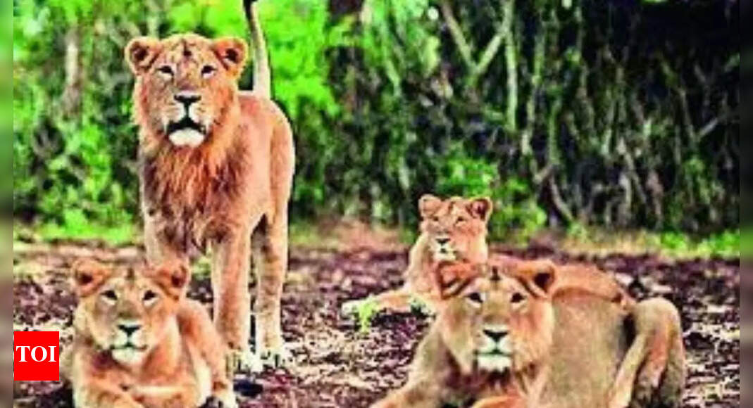 307 lions dead in 2 years, just 16% due to natural causes 307 lions dead in 2 years, just 16% due to natural causes