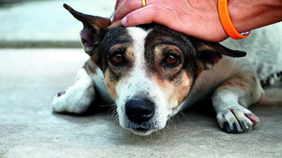 Supreme Court Allows Stray Dogs Back On Streets, But Bans Feeding Them In Public Spaces