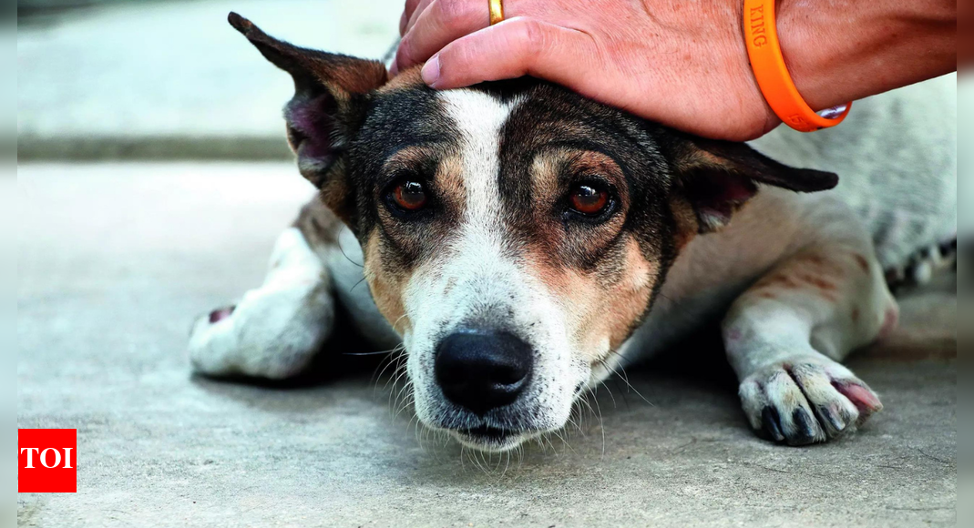 Delhi stray dog menace: Govt aims to microchip 10L dogs in 2 years; launch rabies action plan