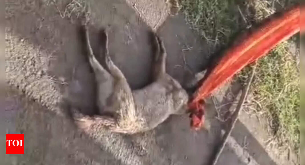 Beast mauls, MP woman strikes back: 65-year-old strangles Jackal with sari