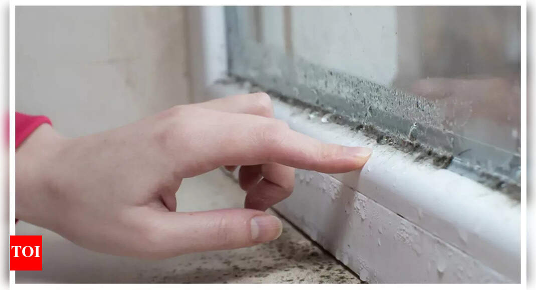 How the harmless looking mold in home can be secretly impacting health