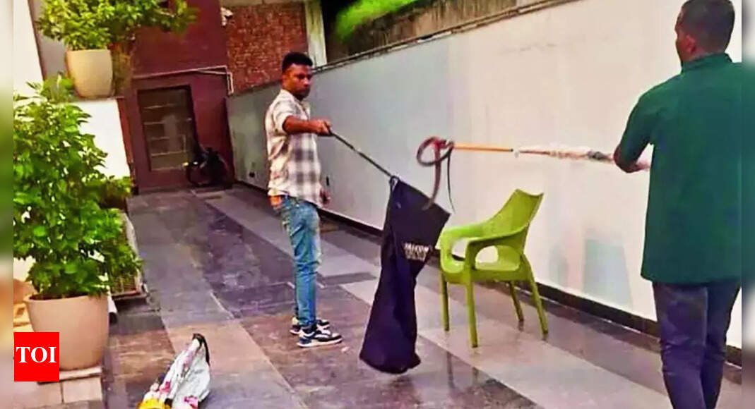 36-hour siege by cobra: Snake slithers into Noida house; family survives on outside food