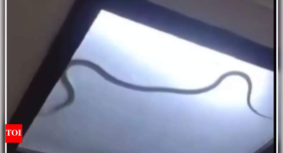 Watch | Terrifying snake found inside ceiling light in Noida Sector 51; here’s how to stay safe from snakes