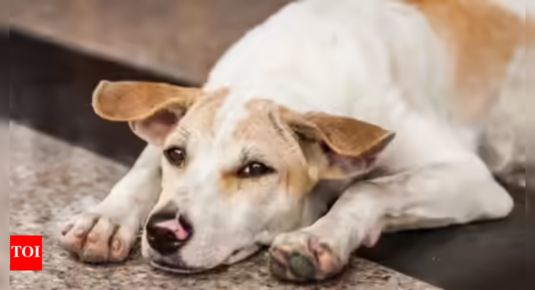Noida RWA federation seeks stray dog redress from former minister Vijay Goel