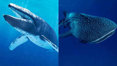  Comparing the giants’ size, diet, habitat, and oceanic behaviour