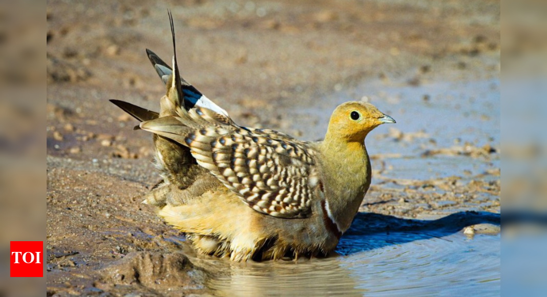 Flying water bottle! This bird can carry water for 30 kilometers like a sponge!