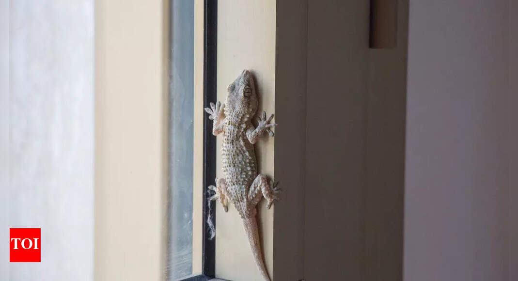 3 home remedies to keep lizards away from your home permanently