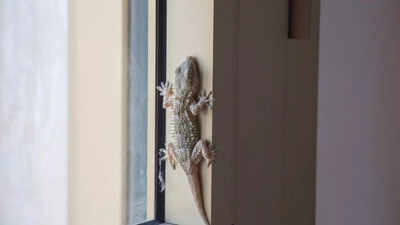 3 home remedies to keep lizards away from your home permanently