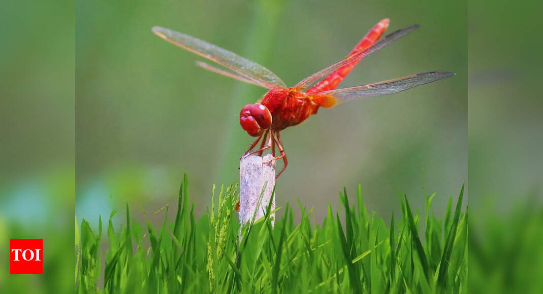 A rare Ice-Age scarlet dragonfly spotted in Munnar, Kerala: An unexpected spectacle