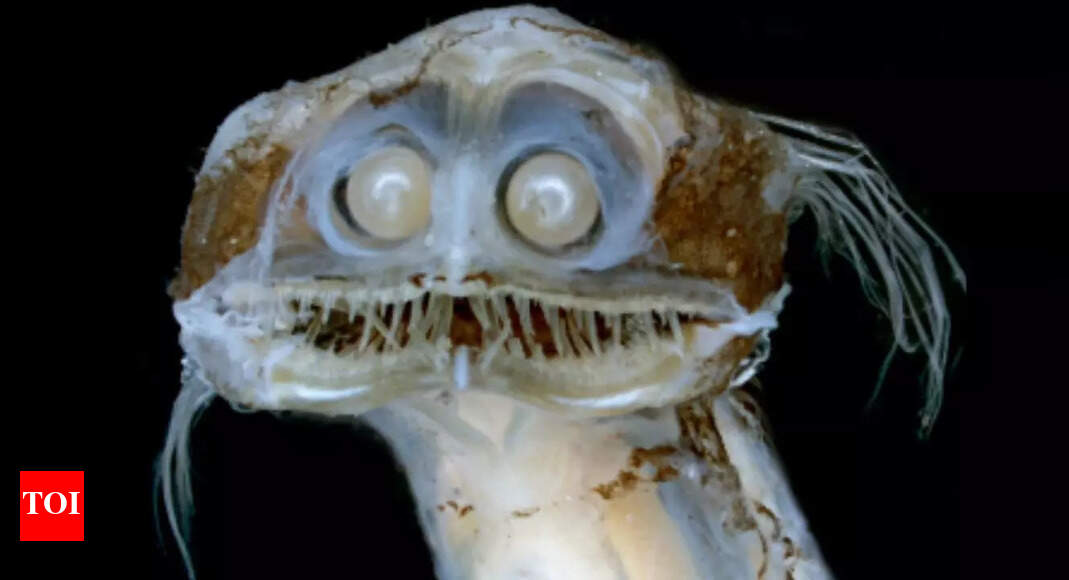 The Telescopefish: This binocular-eyed deep-sea hunter looks straight out of a supervillain movie