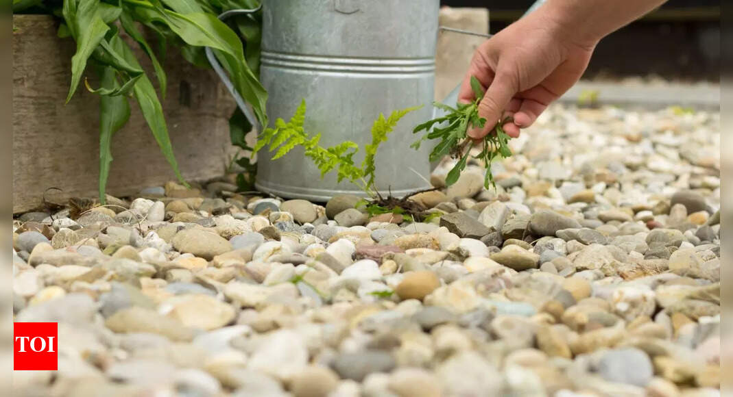 4 simple ways to get rid of weeds in gravel using things you already have in home