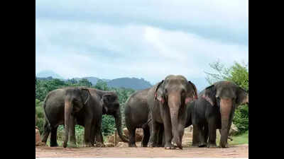 Herd of elephants damages homes, destroys crops in Keonjhar