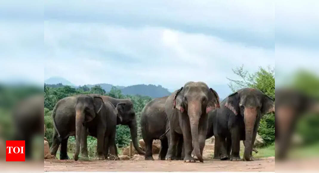 Herd of elephants damages homes, destroys crops in Keonjhar