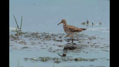 1st in Bengal: Arctic Tundra bird clicked in Frasergunj