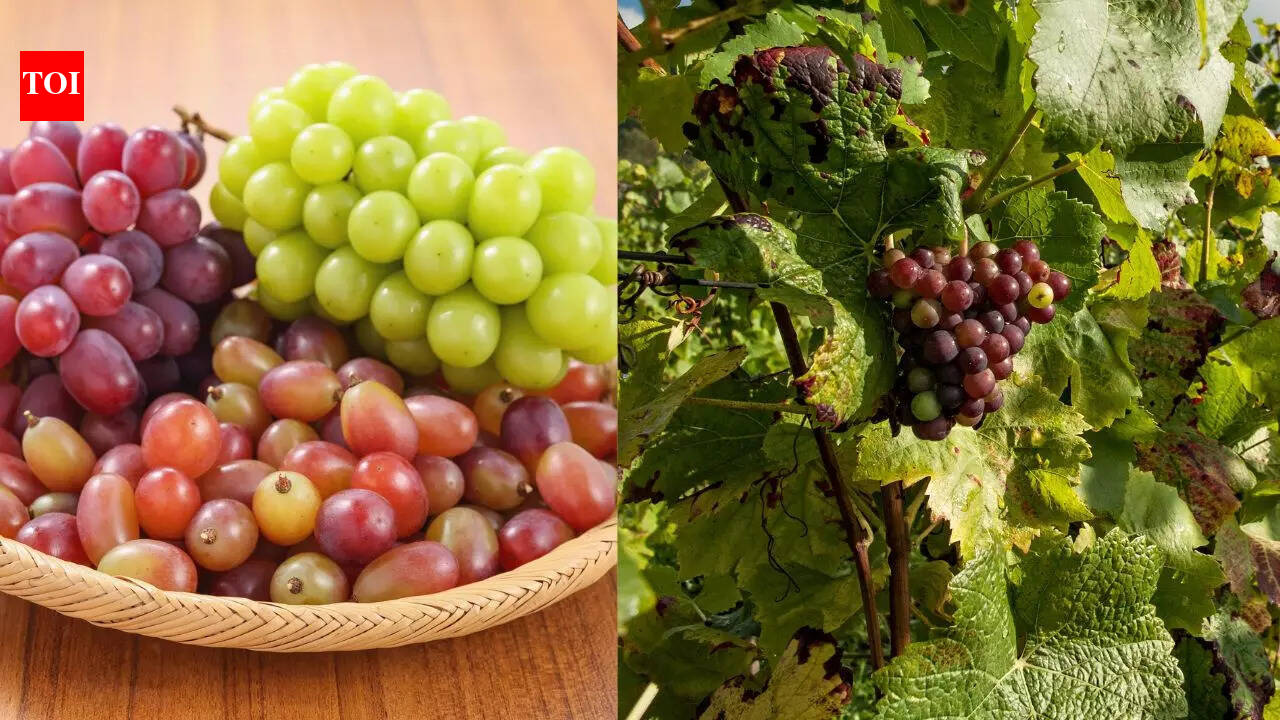 Grapes Types: 10 Types of grapes from across the world