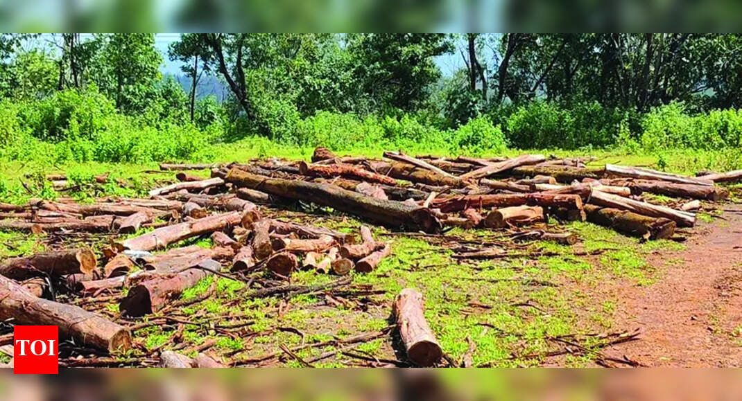 Surla locals up in arms over deforestation
