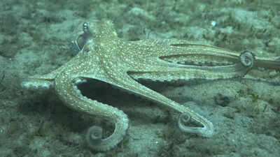 How to use 8 arms? Octopuses tend to explore with their front limbs