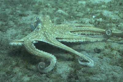 How to use 8 arms? Octopuses tend to explore with their front limbs