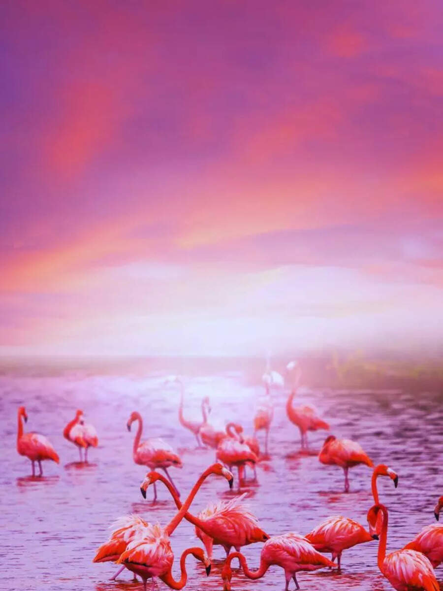 Flamingo Classics「Live At ON AIR WEST」 Flamingo Classics「Live At ON AIR WEST」CD