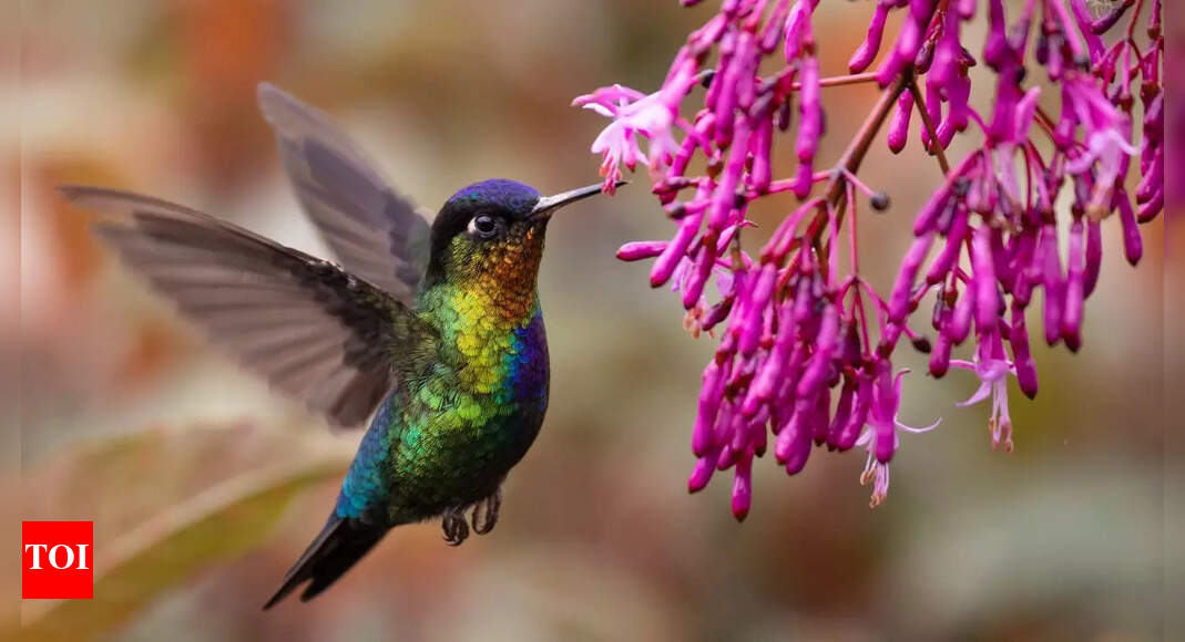 6 best flowers to attract hummingbirds: Nectar-rich plants for your garden