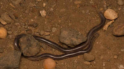  How to tell them apart from worms and other snakes
