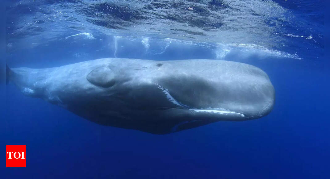 Meet Sperm Whale: The loudest animal on the Earth, who talks with clicks and buzzes