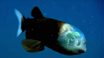 The fish with a glass-like head and rotating eyes that track glowing prey