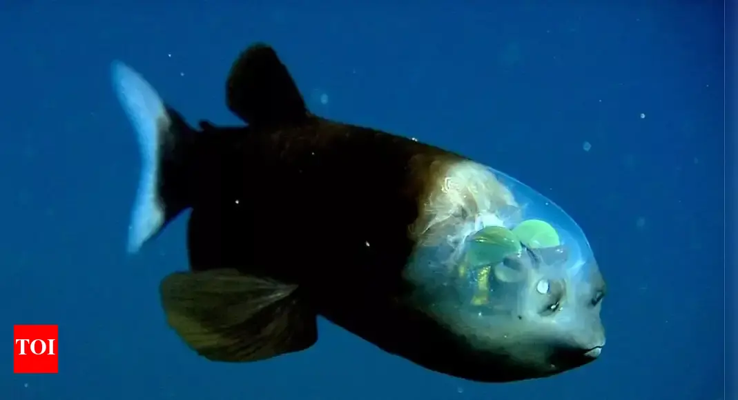 Pacific Barreleye: The fish with a glass-like head and rotating eyes that track glowing prey